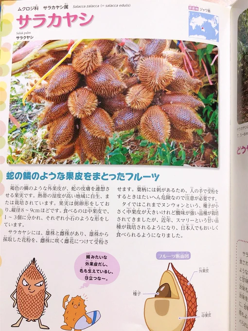 サラカヤシの実なんて知らなかったなぁ

『ずかん フルーツ』米本仁巳 著
おもしろいですおススメです 