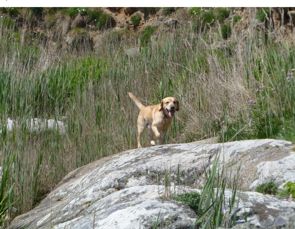 WeAcceptPets's tweet photo. Take a trip to the #picturesque #Cornishcountryside. The amazing Roselands Caravan & Camping Park has a #specialoffer & if you #booknow you'll receive 15% off in #September2019.
Accepts πΆπ±
https://t.co/gIX7p5ORbS
#Discount #Cornwall #Campsite #StJust #DogFriendlyCampsite https://t.co/PLrnpJ9FVl