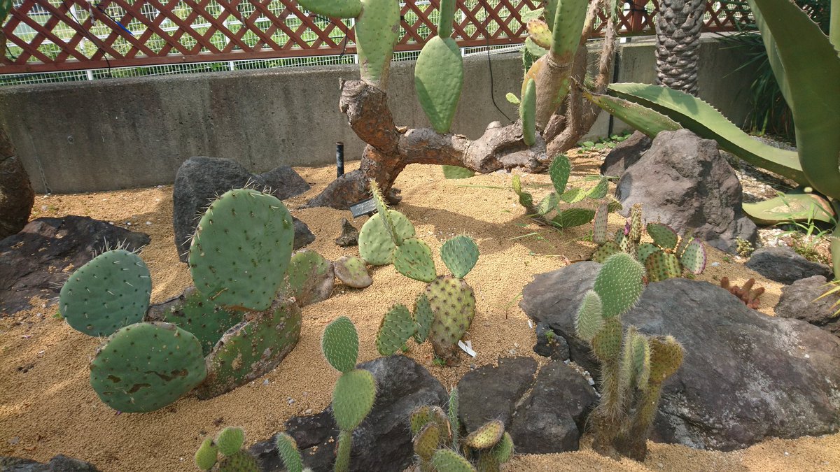 虫を食べる植物展