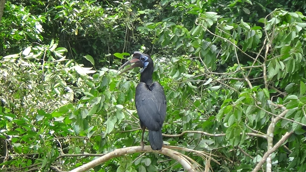 AkitaAnd's tweet photo. Take birding safari in Murchison falls national park and get a chance to see plenty of bird species.#Travel #traveling #travelphotography #safari #wildlife #visituganda. For more information contact us; Email: tours@akitauganda.com,https://t.co/YHbXueREsM https://t.co/Yi75uYrEtM