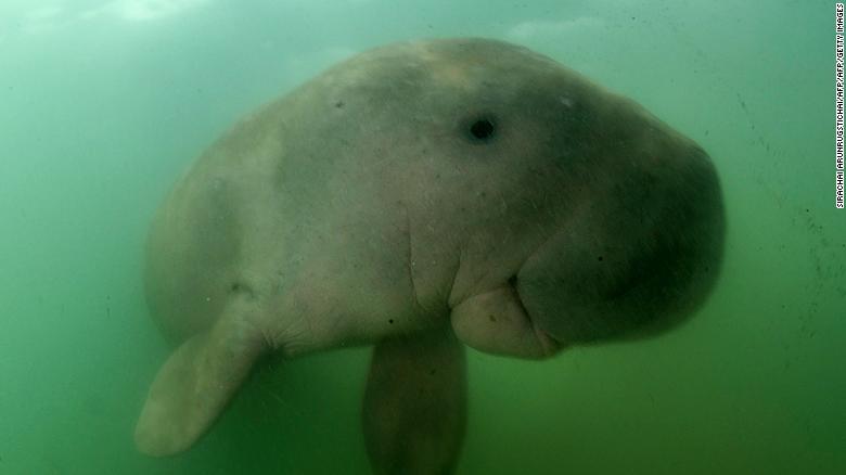 Today's #ManateeMonday I want to dedicate to my dugong friend Marium who died from eating plastic debris. Humans, this one's on you.
edition.cnn.com/2019/08/17/asi…