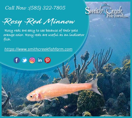 Smith Creek L&P on X: Rosy Red Minnow Read more at