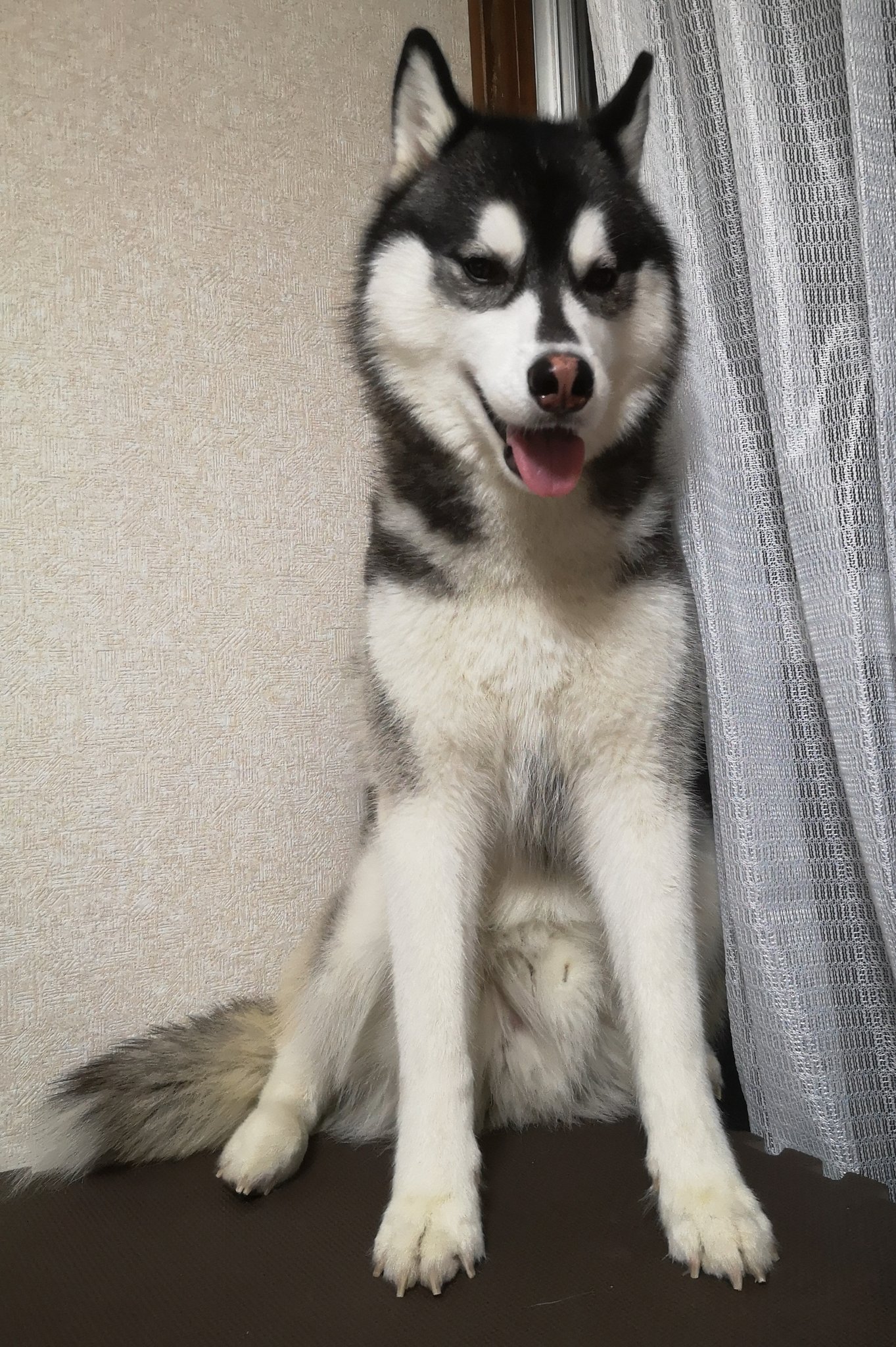 Twitter 上的 エルフィ家のわんにゃんライフ 今日から飼い主は またお仕事 新居で初お留守番のわんこたち エルフィは遠吠えしてたけど 女子組は早々にお昼寝 やっぱ女子のが強い シベリアンハスキー Siberianhusky ミックス犬 シェパ柴 ポメコギ