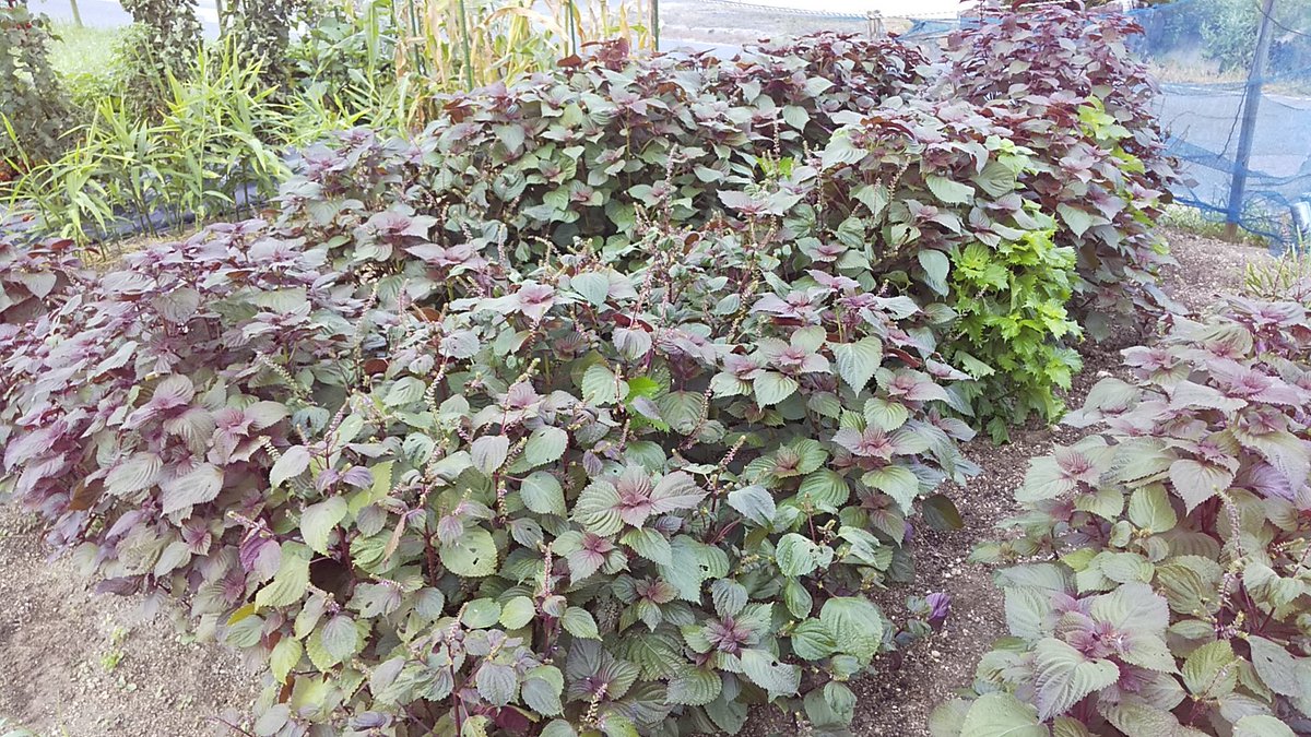 服部義昭 畑の一部が こぼれ種により 赤シソ畑となりました 手さげ袋一杯に収穫して 息子たちと シソジュースを作りました １ ５リットルペットボトルで ２本分のシソジュースができました 家庭菜園 シソ 収穫 ジュース