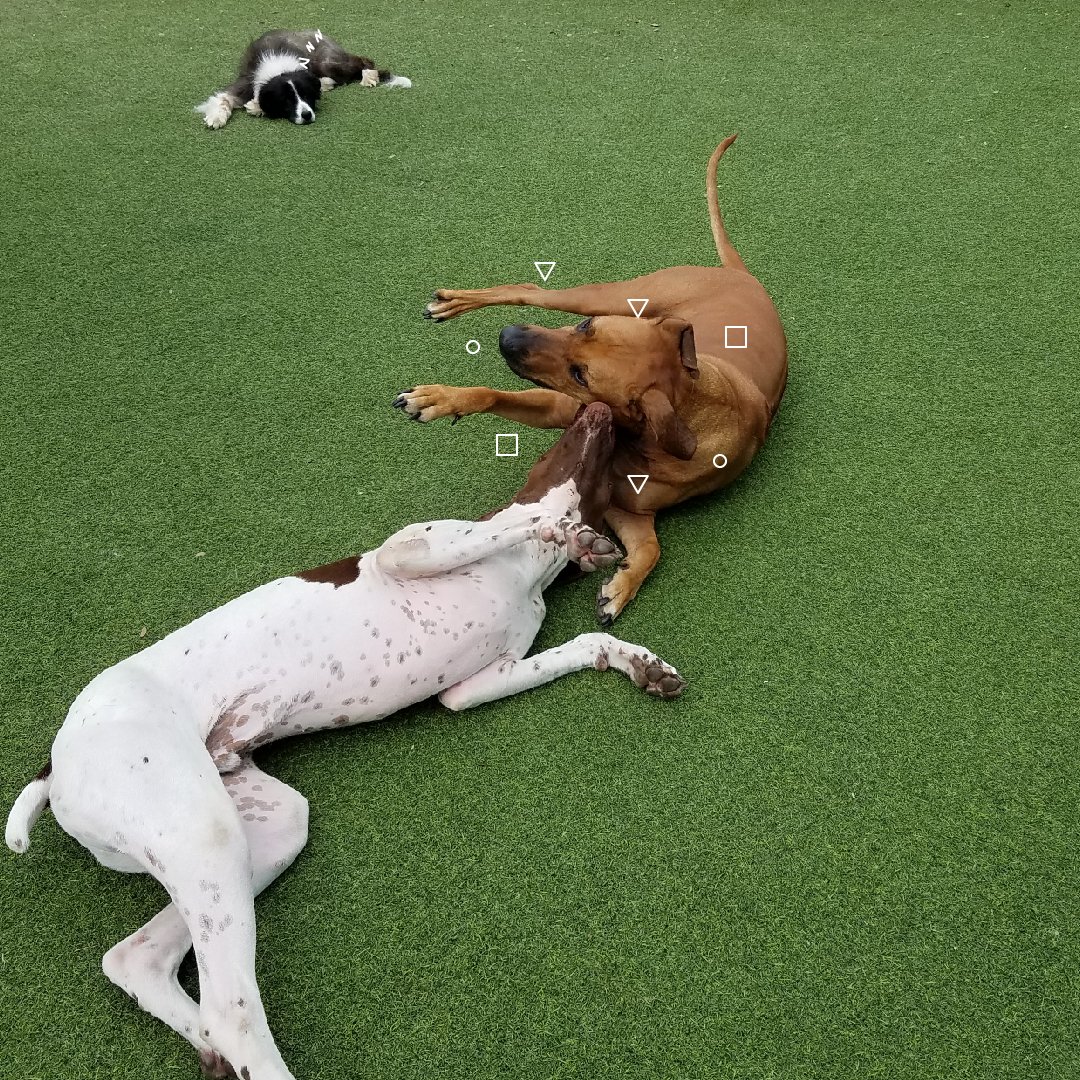 campcanine's tweet photo. Happy Monday, guys.😜 https://t.co/T000zbS8j4