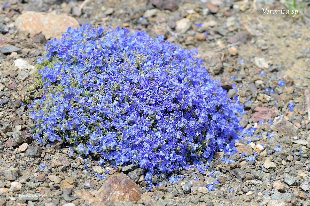 Wenbo Chen Veronica Sp 1 In Ne Turkey June 19 Veronica 婆婆纳 Turkeyflora 土耳其植物