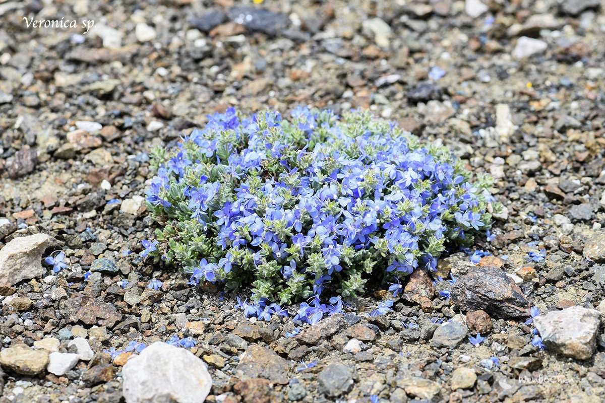 Wenbo Chen Veronica Sp 1 In Ne Turkey June 19 Veronica 婆婆纳 Turkeyflora 土耳其植物 Wenbo Chen Veronica Sp 1 In Ne Turkey June 19 Veronica 婆婆纳 Turkeyflora 土耳其植物