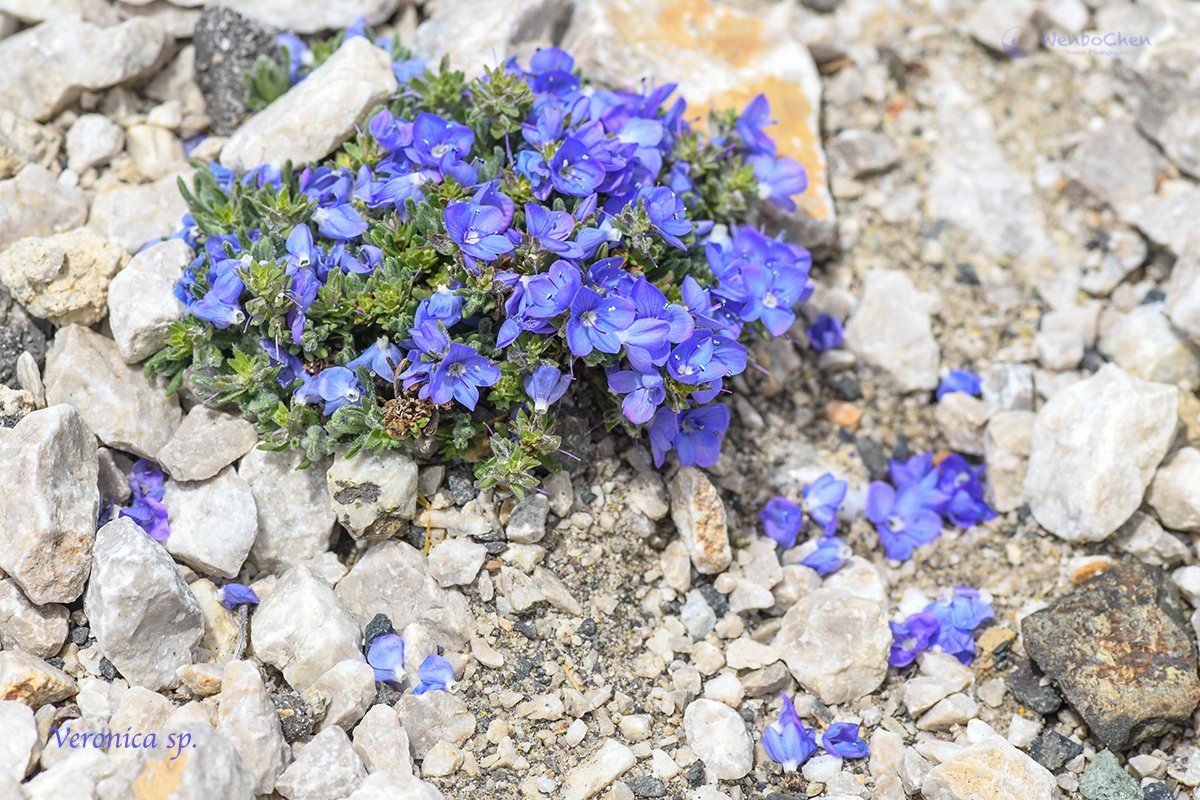 Wenbo Chen Veronica Sp 1 In Ne Turkey June 19 Veronica 婆婆纳 Turkeyflora 土耳其植物
