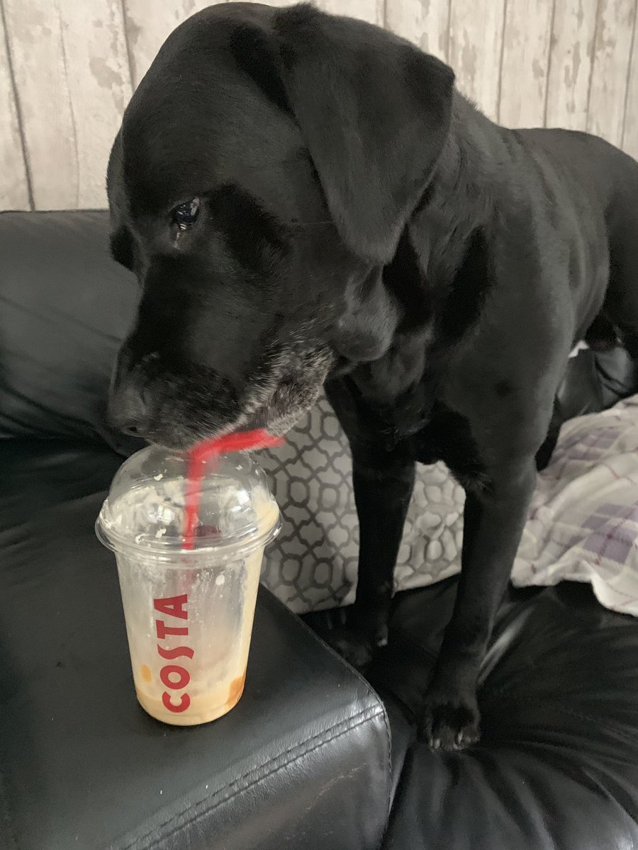 Wadeybunch29's tweet photo. Lesson for today : don’t leave your @CostaCoffee when there’s a greedy Labrador around ! #costacoffee #labradorproblems #labradors #thewadeybunch https://t.co/Hp4cnl9K1b