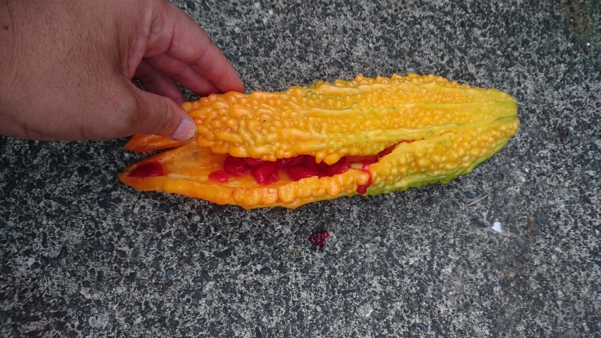 朝ノラ 苦いものが甘くなるのか疑問である 何よりオレンジ色の皮がブヨブヨで腐っているとしか思えないので口の中には入れられません