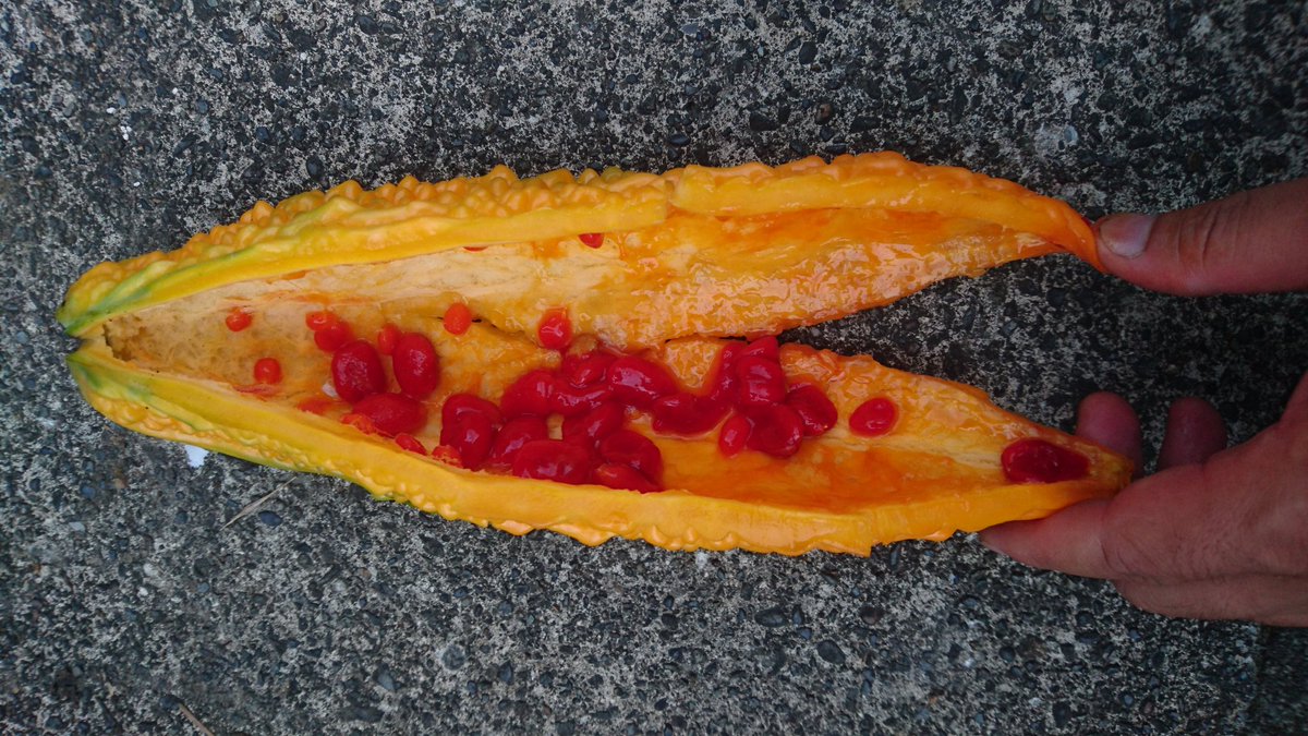 朝ノラ 苦いものが甘くなるのか疑問である 何よりオレンジ色の皮がブヨブヨで腐っているとしか思えないので口の中には入れられません