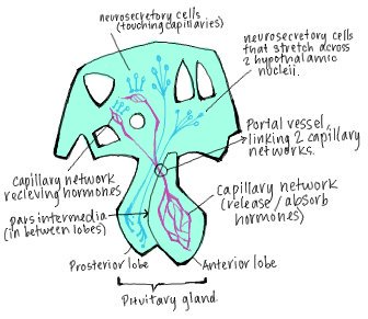 ... and my bio notes, which became an outlet for my love of pastel colors 