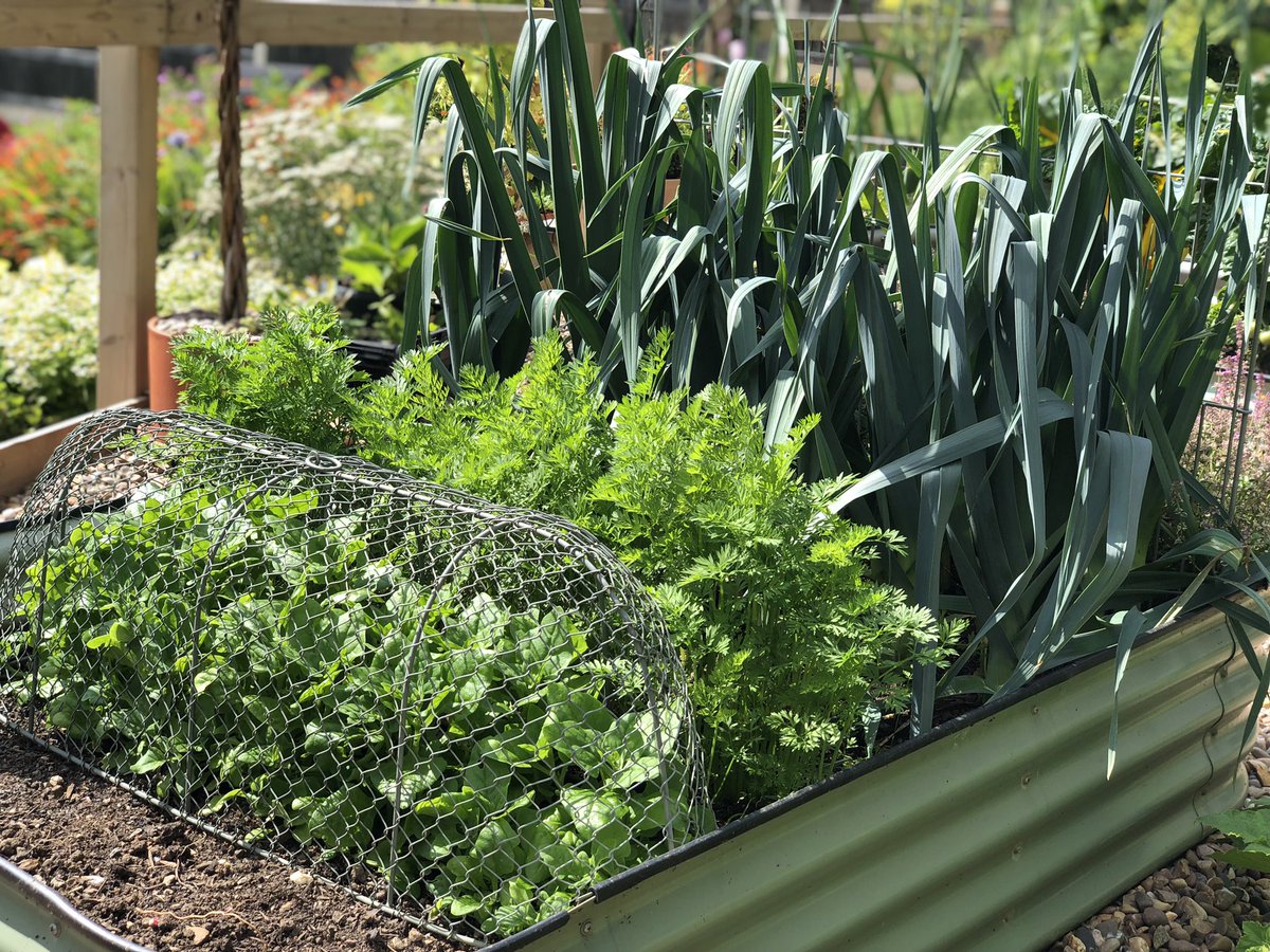 Who says you need loads of space to grow veg? I’ve got leeks, carrots and new Zealand spinach growing in a 1.2m raised bed with space to sow a few winter lettuce😜
.
What are you growing together?
.
.
#kitchengarden #garden #gardeners #veg #edible #vegetables