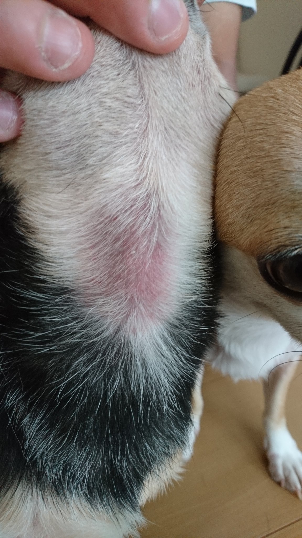 ちわ2ばば ちわぞうのマラセチア皮膚炎ビフォー アフター 首のカイカイが悪化したので 約1ヶ月間の服薬とシャンプーで治療に励みました 良くなりました 油断は禁物 スムースチワワ スムチー 犬好きさんと繋がりたい