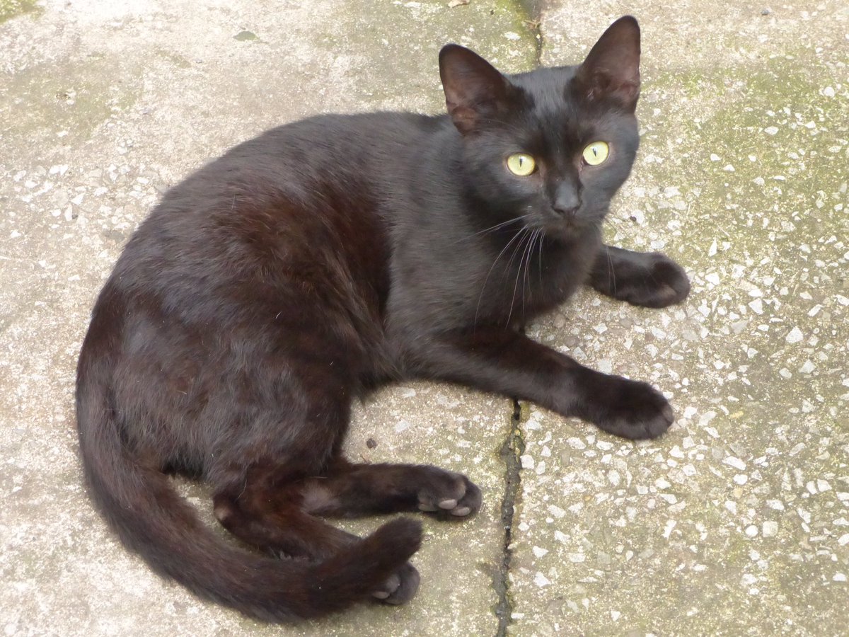 9Muscateers's tweet photo. We appreciate all our cats but the black ones are cute #BlackCatAppreciationDay https://t.co/hbddZLfCGZ