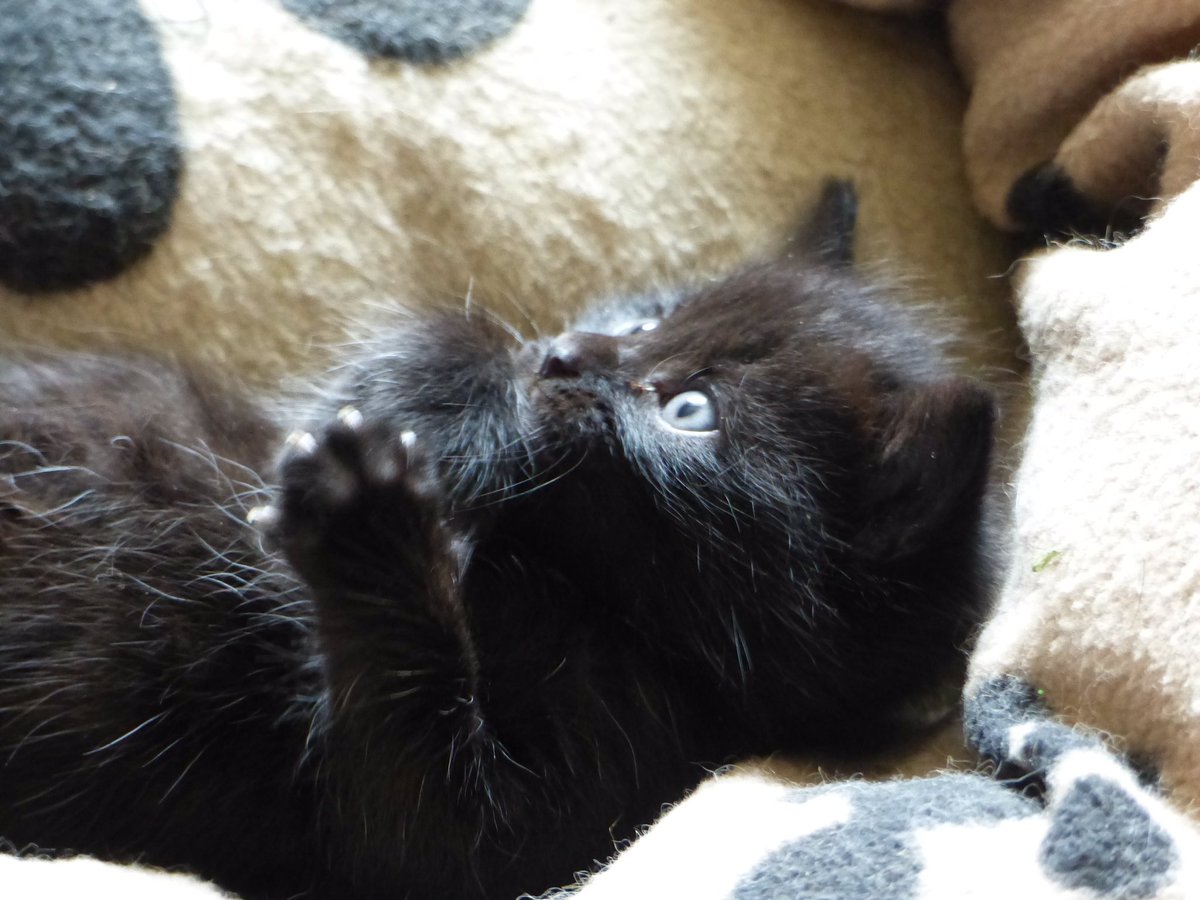 We appreciate all our cats but the black ones are cute #BlackCatAppreciationDay