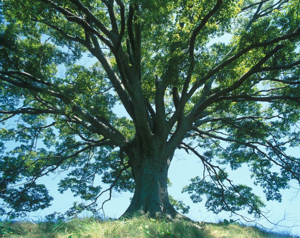 [우시오이 - Birds]bgm : Imagine Dragons - Birds()와카토시는 낙뢰를 관장하는 우시지마 신족의 차기 우두머리임. 이제 곧 와카를 주축으로 세대교체가 이루러 질 예정이라 와카의 일거수 일투족은 일족 초미의 관심사였음.