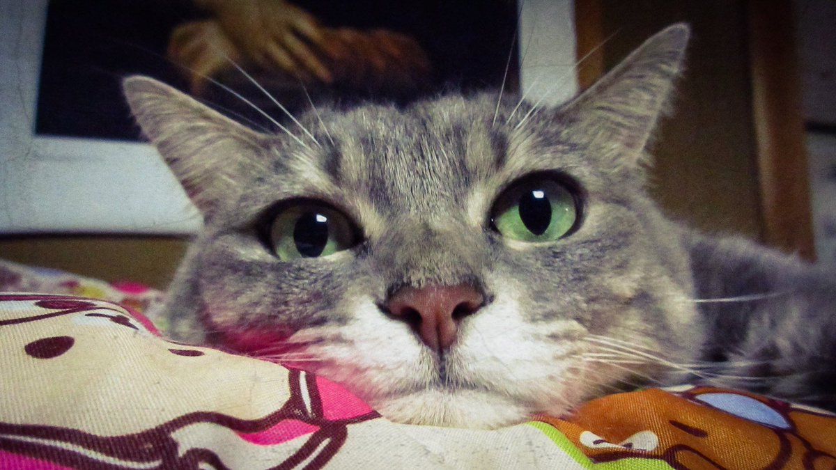 わたしのにゃんこ