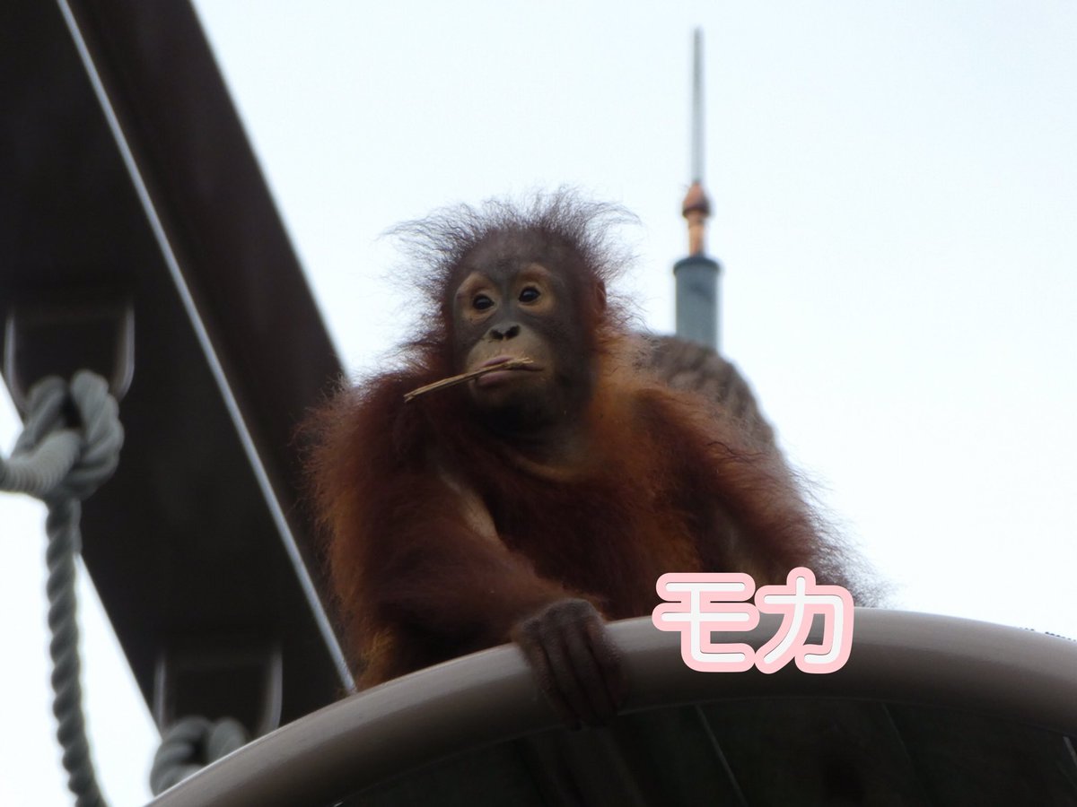 本日8月19日は #世界オランウータンの日 旭山動物園では父 #ジャック