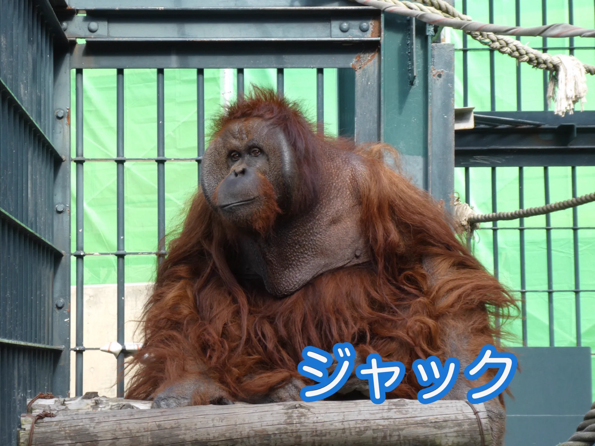 旭川市旭山動物園［公式］ on X: 