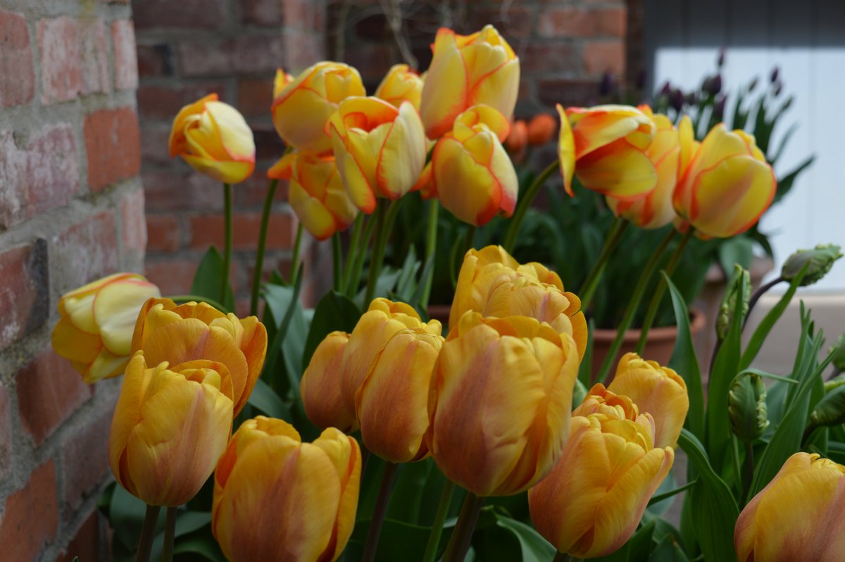 tamsinwesthorpe's tweet photo. Date for your diary #Herefordhour Wednesday 18th September 11-5pm - mini #tulip festival @Stocktonbury. Free talk at 2.30pm by myself and tulips for sale. No need to book. #bulbplantingtime #tulips #Herefordshire https://t.co/a7YdeNkFHd