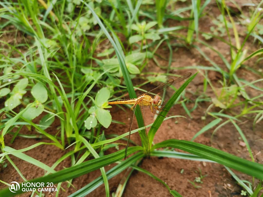 rajeshpadavala's tweet photo. @HiHonorIndia @OnePlus_IN Captured using my #Honor20
#Honormade #capturedonhonor #ShotonHonor20 #honorgraphy #honormyworld https://t.co/MWgUN56w7V