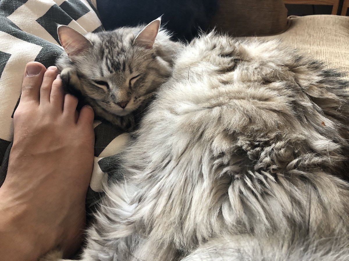 bigfloofs's tweet photo. A protective paw on Dave’s toe https://t.co/c9a5SfkOKL