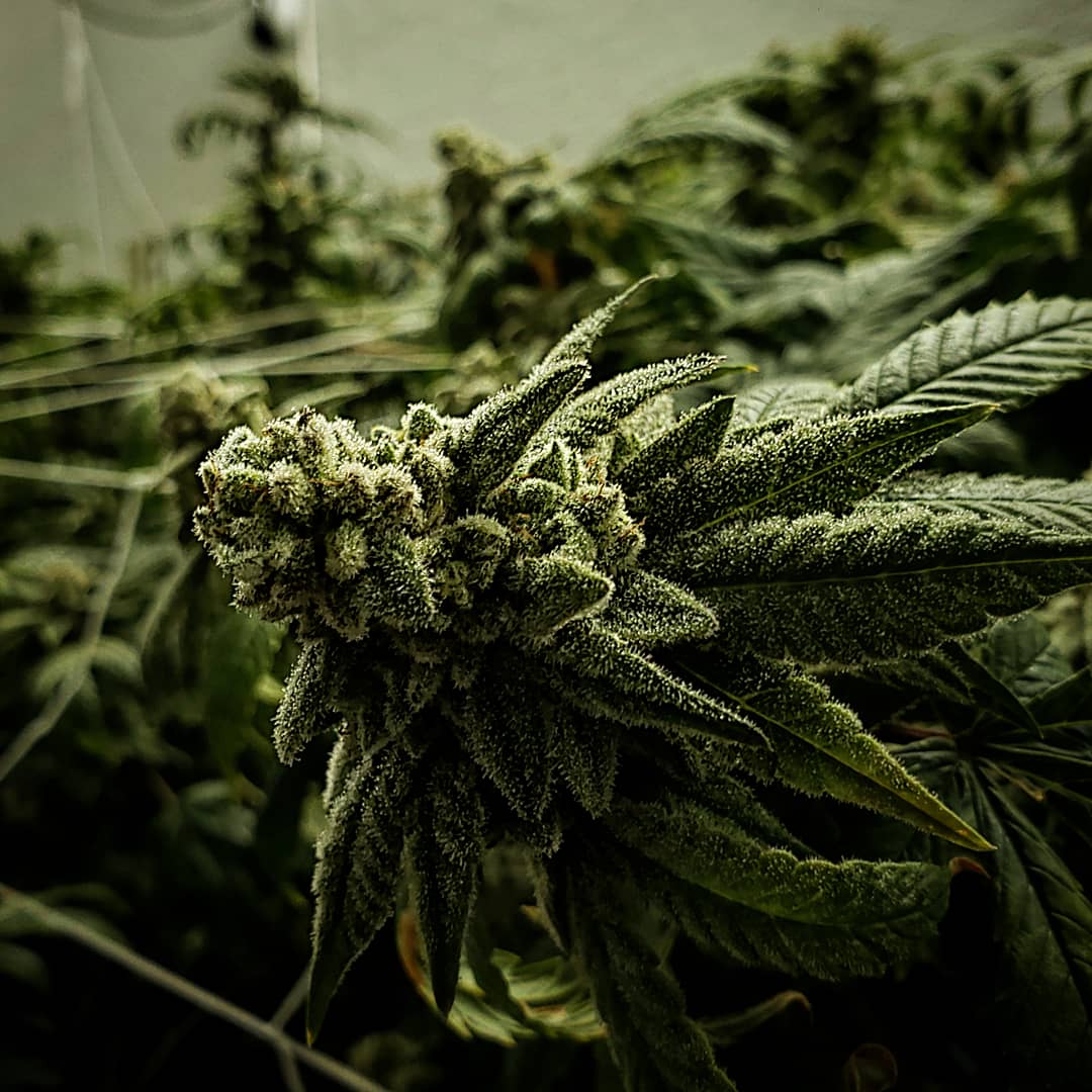Two_Heads_Co's tweet photo. Miracle Whip! Two Heads Co. has been putting in work at our grow! Slowing working our way back with a few strains, our supply is limited! If all goes well, we plan to bring you a premium line of flower. #flower #marijuana #flyhigher #hightimes https://t.co/jHR5RhIiwD