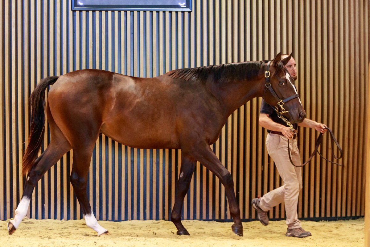 Aga Khan Studs (@agakhanstuds) on Twitter photo Federico Barberini goes to €115,000 for a stunning yearling from the first crop of #Dariyan. Consigned by <a href="/Charles_Briere_/">Fairway Consignment</a>, the colt is out of a sister to Gr.1 placed Shaman. Federico Barberini goes to €115,000 for a stunning yearling from the first crop of #Dariyan. Consigned by <a href="/Charles_Briere_/">Fairway Consignment</a>, the colt is out of a sister to Gr.1 placed Shaman.