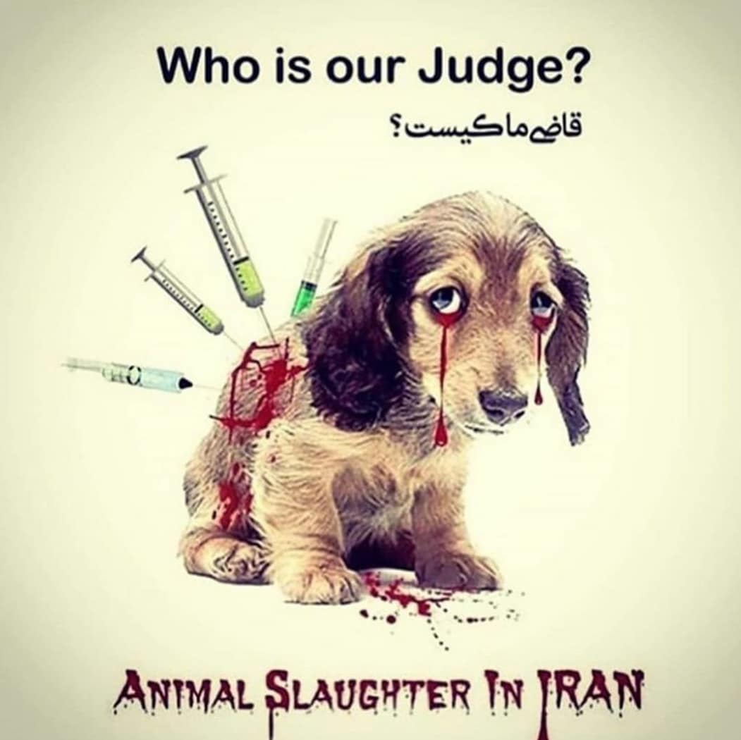 aliakbrian's tweet photo. من از مخالفان سر دادن شعار مرگ بر علیه کسی هستم!
امّا مرگ بر ظالم بر حق حیوانات
مررررگ https://t.co/bFjZtFR4aG
