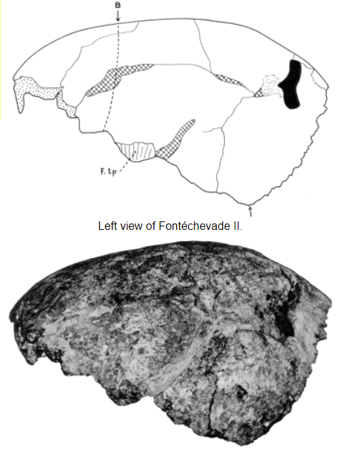 The results from Henri-Martin’s excavation made Fontéchevade a famous type-site. A few pieces of hominid skull were identified as belonging to the “presapiens” a purported group of modern human ancestors in Europe before the Neandertals/4