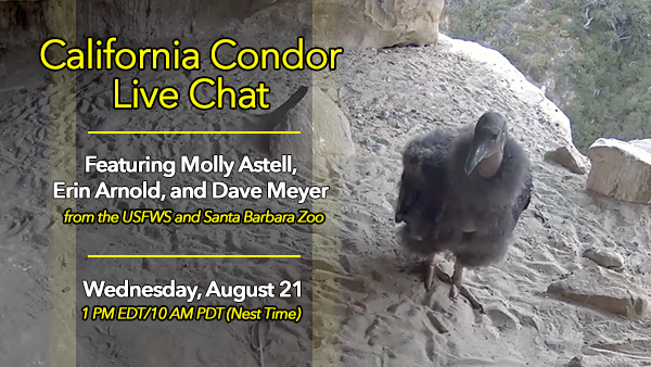 Have a question for the condor experts? Email it to birdcams@cornell.edu or tweet <a href="/CornellCondors/">Condor Cam</a> with the hashtag #CondorQuestions. Tune into the Condor cam (AllAboutBirds.org/Condors) on WED, August 21 at 1PM EDT to see them answered live!