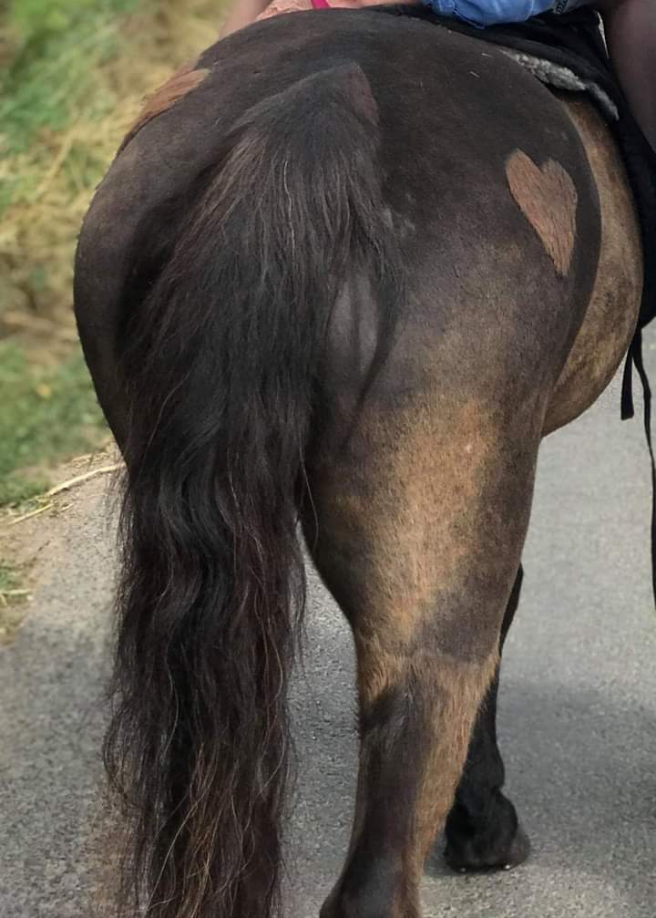 RRHCentre's tweet photo. Our pony Rosie might not be an ex racehorse, but, that doesn't mean she should be treated any differently! Our littlest volunteer loves her so much, this just seemed so appropriate! ❤ https://t.co/VhtpGcAIf2