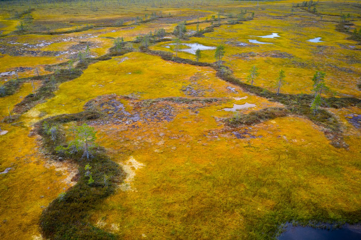 OlkiVisual's tweet photo. Tännää on kuulemma Maailman valokuvauspäivä, tässä ois suo.
.
.
.
#olkivisual #maailmanvalokuvauspäivä #suo #valokuvaus #ilmakuvaus #drone #dji #mavic2pro #särkijärvi #suomi #finland #worldphotographyday #photography #photooftheday #instaphoto #instadaily #igers https://t.co/3GvZcgCnzv
