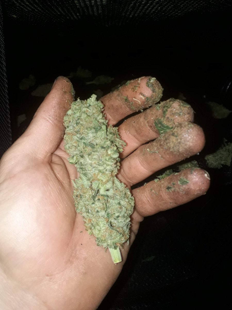 • F R E E D O M C H E E S E • The legendary Cheese that has taken the world by storm, in the UK, and across the planet. Originally an exceptional skunk clone from the #ExodusCollective back in the 1980’s. 
For more information click here: bit.ly/2FaDbFR