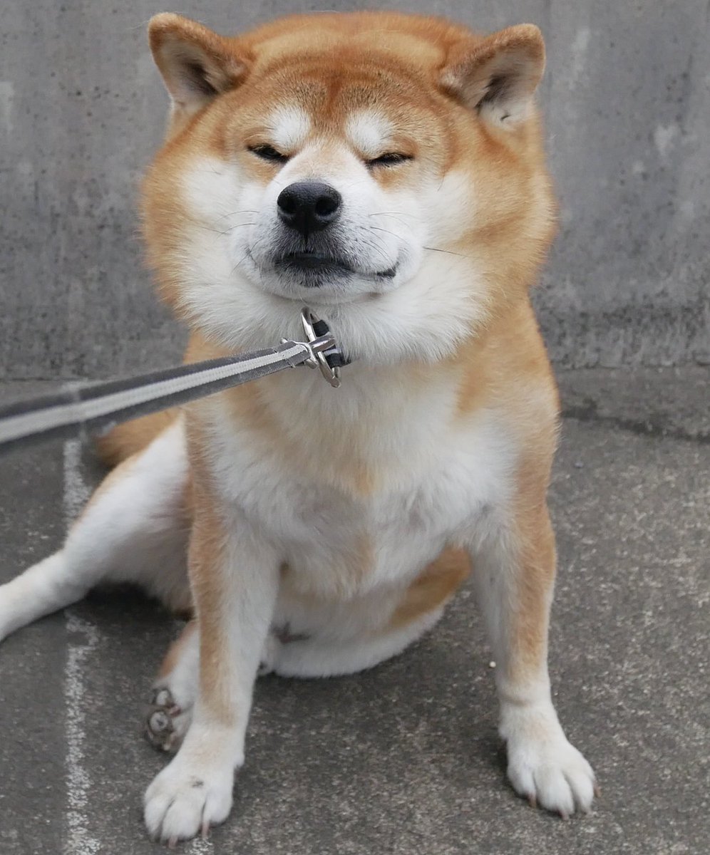 柴犬べりやん V Twitter No 先日の イヤイヤさん 休憩しだすと動かんおやじ 人面犬 みたいな顔してる 頑固で気が強い性格が顔に出てる 迷子犬の掲示板スタッフ Maigo Dog 柴犬 べりやん Shibainu Berry べりむく 多頭飼い T Co