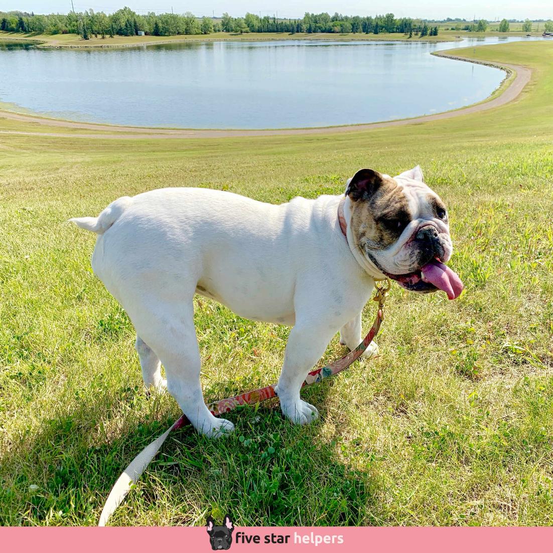 FiveStarHelper's tweet image. We just love Rosie's squishy cheeks!
.
⭐⭐⭐⭐⭐ Google Reviews
🐶 Need dog sitting or dog walking?
☎ 587-439-2414
📧 hello@fivestarhelpers.com