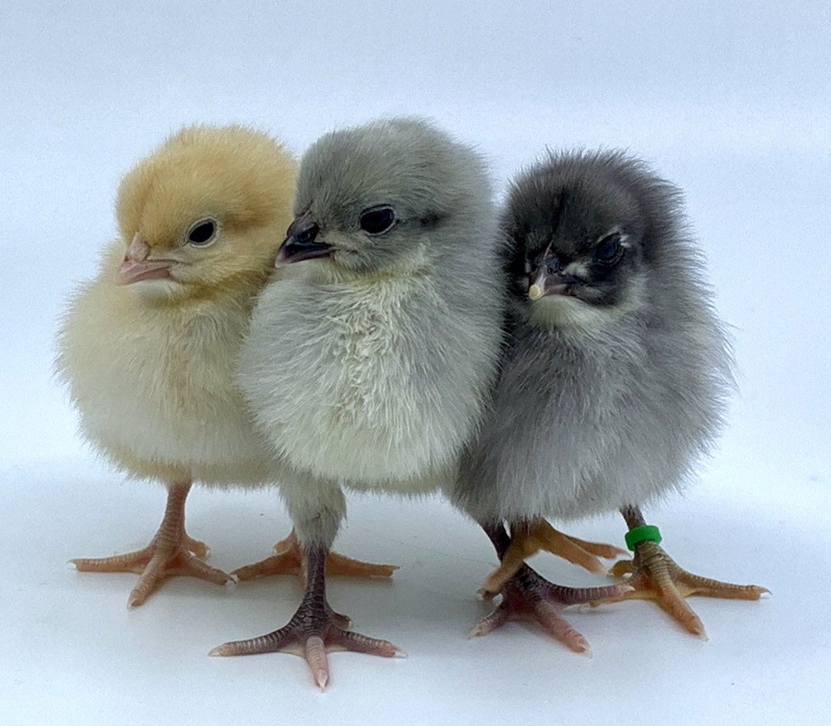 Mypetchickencom At Mypetchicken Twitter