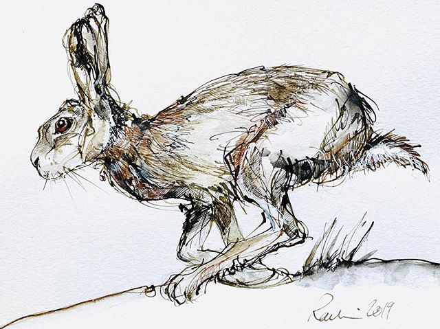 RachelcwArt's tweet photo. I’ve signed it, so it must be finished...I never quite know when to stop. Does the hare need more hair? #creativewithline #wildlifeillustration #hareillustration #runninghare #inksketch #windsorandnewtonink #madeinnorfolk #norwichmade #artist #illustrati… https://t.co/Wl0gL0qUL9 https://t.co/PpKD7jwXl6