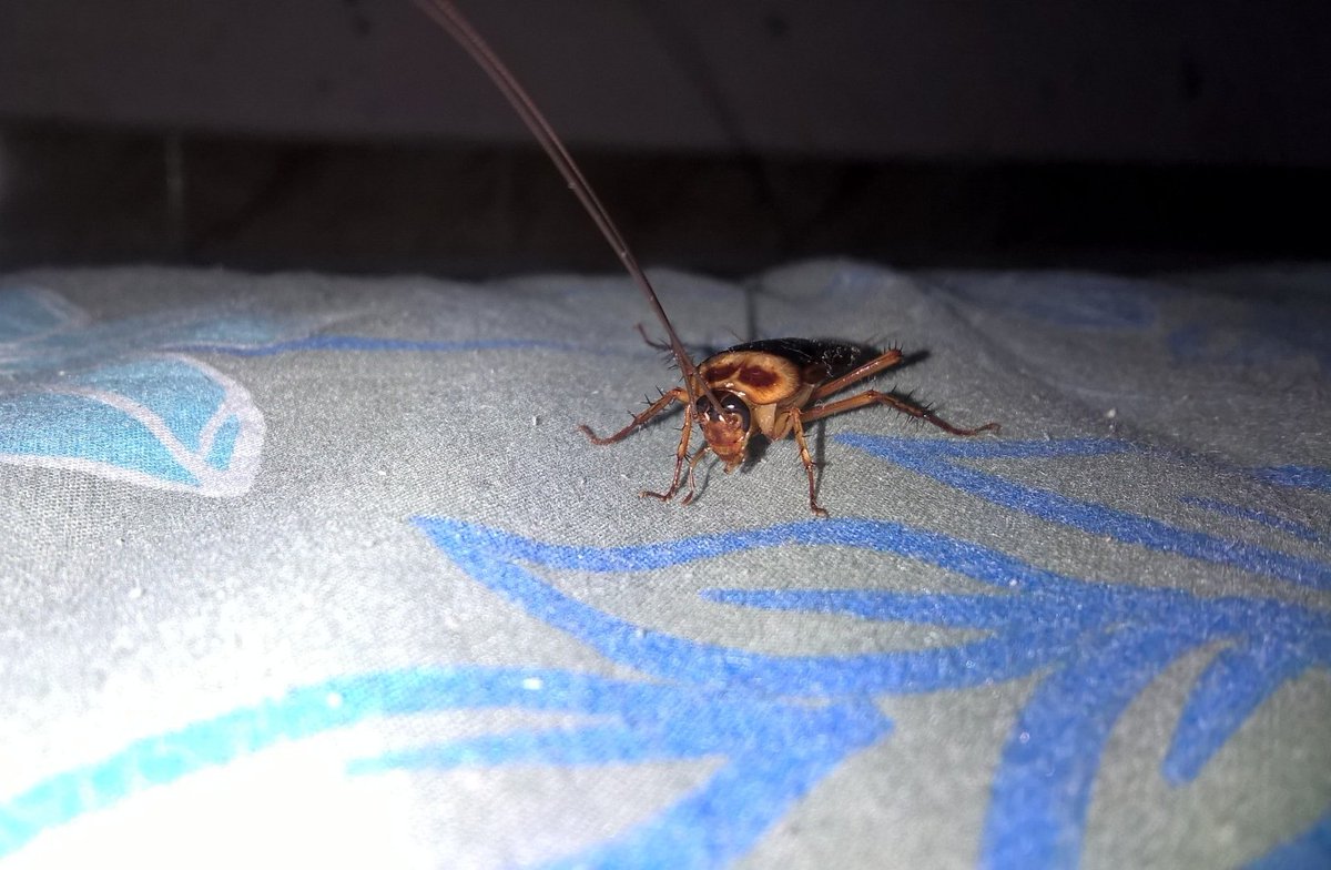 NJ_RF2's tweet photo. It's Party time. Cock-the-Roach performs its Dance move😆😆 on
occasion for
#HappyWorldPhotographyDay 
@ZEISSLenses #Lumia640XL @Microsoft @NokiaMobile @nokia #mobilephotography https://t.co/dORfCCWDEu