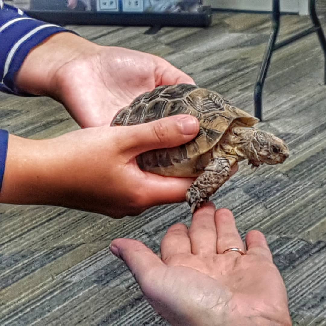 CleanFoundation's tweet image. Hands on presentation from the @hopeforwildlife Clean Leadership interns. Turtles and Falcons #wildlife #youthleadership #cleanleadership