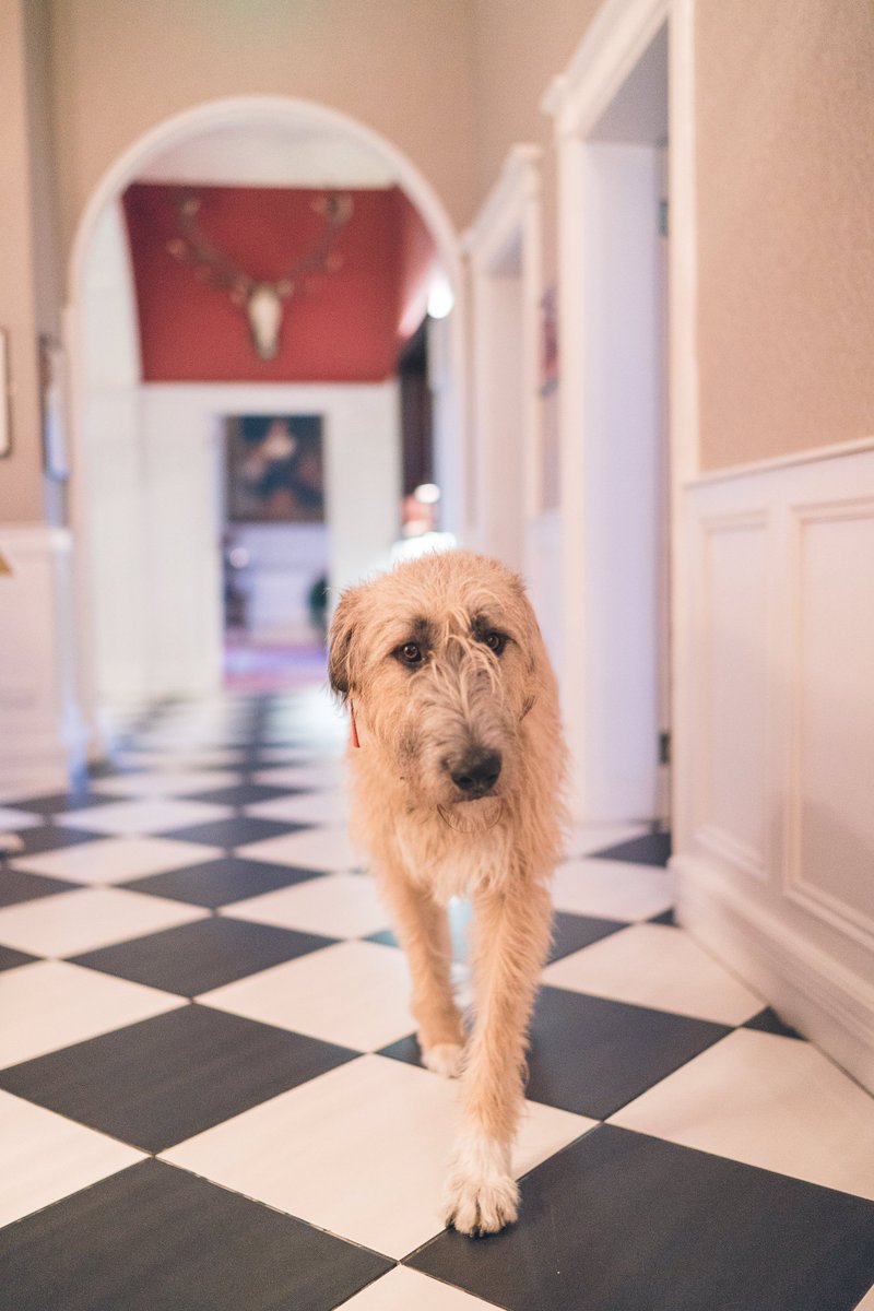 Bellingh4m's tweet photo. It's a dog's life being king of the castle - isn't it Rí? Image: Chris Semple Photography #DiscoverBellingham #castledogs #IrishWolfhound https://t.co/wr7MaopAol