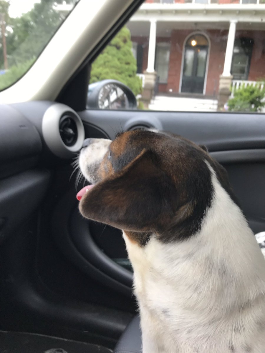 JillyG92's tweet photo. Morning excitement! Found a dog at the intersection of King and Courtland in East Stroudsburg. Super friendly! She's at AWSOM and is on a 3-day stray hold. Please retweet if local  #ESASD #JTLPRIDE https://t.co/9Xvw8P63MY