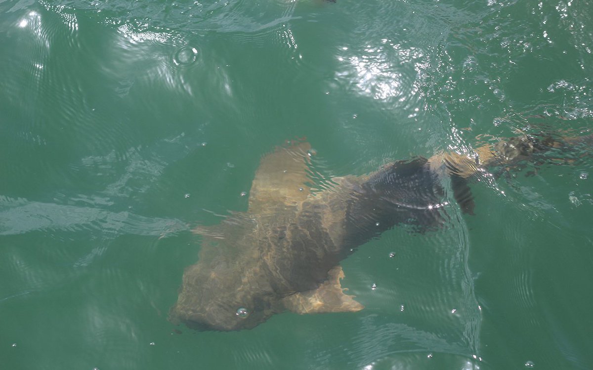 discoveryfamily's tweet photo. The #SharkDaysofSummer continues today! π¦ Tune in to Discovery Family starting at 2PM to learn #shark facts and more! https://t.co/PFg8SfLwh6