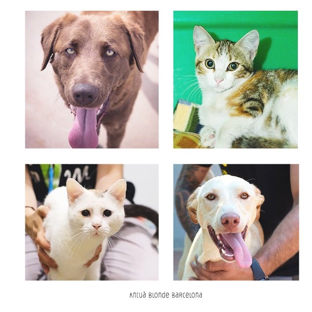 protemataro's tweet photo. #Adopcionsdelasetmana 19 adopcions (12 gossos + 7 gats) i 9 acollides (5 gossos + 4 gats). Gràcies a totes les persones que fan un pas endavant i adopten: sense vosaltres els animals abandonats no tindrien futur. #salvantvides #adoptants #gracies #unanovavida https://t.co/oRTzBNG2Y3