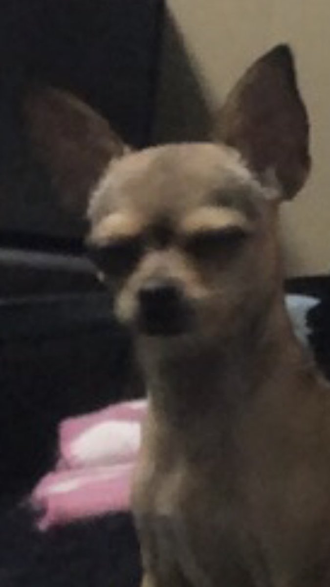 phantomscholarr's tweet photo. happy early tuesday

selfie with my dog sugar🤪

@EthanDolan @GraysonDolan #tuesdayselfie #DolantwinsTuesday #ethandolan #graysondolan https://t.co/HZZN8J0Z6T
