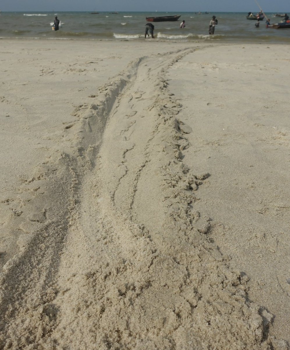 Friday_Face's tweet photo. #bagamoyo's #beachlife is #writteninsand: the gouge marks left by a #ngalawa outrigger dugout as it was dragged ashore at the end of a tide's fishing. #bahariyetuurithiwetu @IchumbakiE @ExeterIAIS @urithiwetutz @sotonarch @Archaeo_UDSM @Maraakib https://t.co/XI98fNYNLL