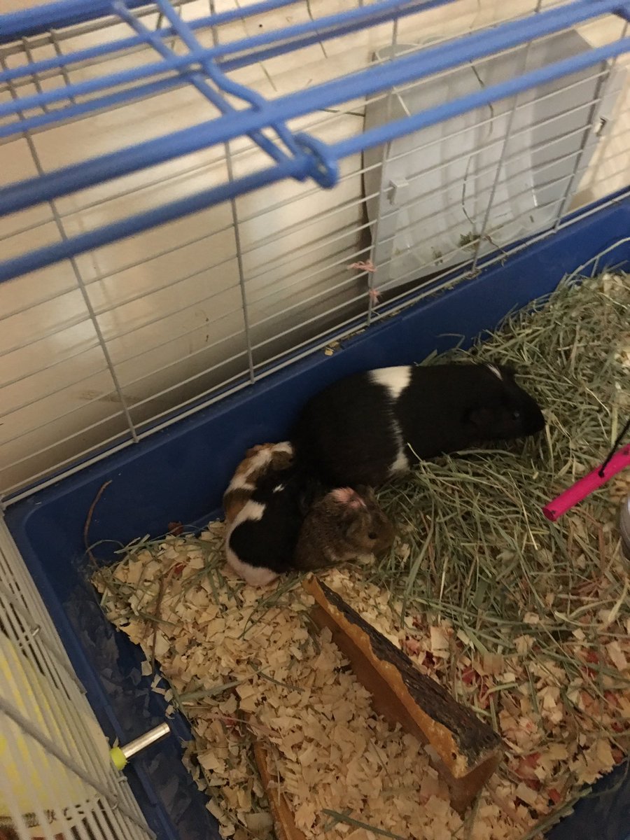 MakylaCash's tweet photo. My guinea pig had babies https://t.co/TATjAauM4g
