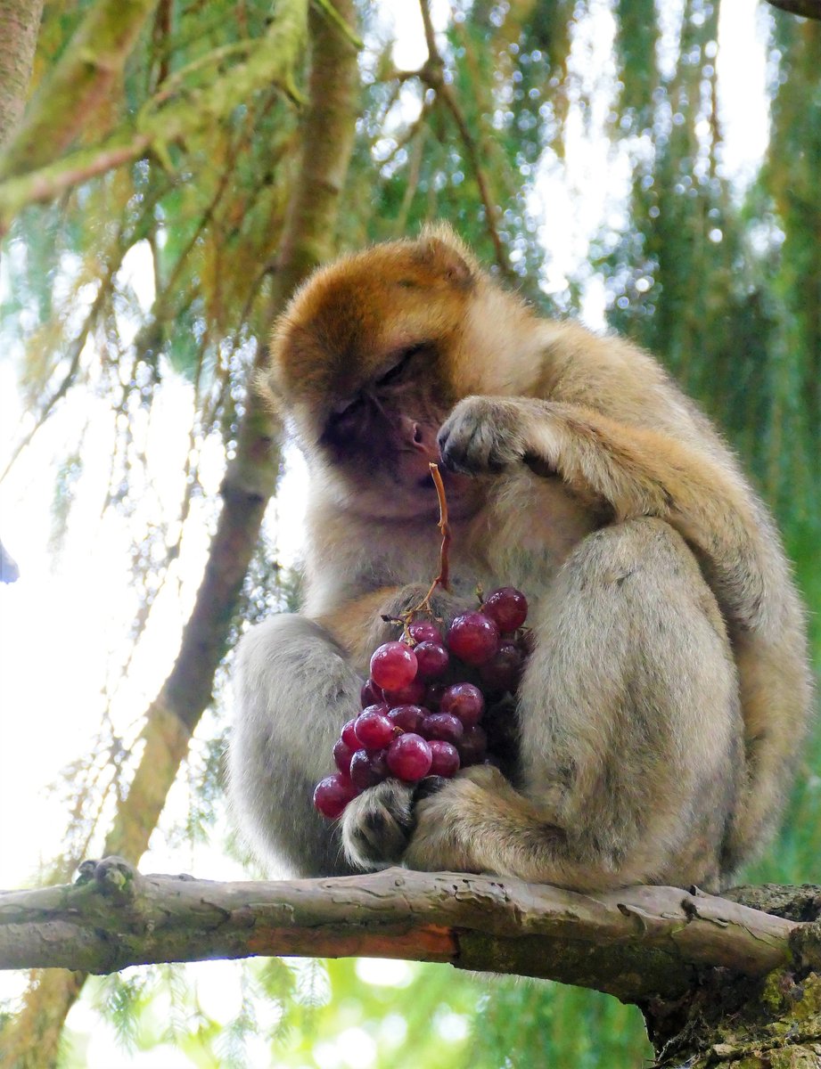 montagnesinges's tweet photo. RECRUTEMENT
La Montagne des Singes recrute du personnel pour le self 🐵🌭🥗🍔🍰
➡️https://t.co/FcDzXk19pT
#montagnedessinges #kintzheim #alsace #visitalsace #visitselestat #recrutement #job #offredemploi #emploi #jobsaisonnier #jobalsace #jobrestauration https://t.co/LHvCwFfAte