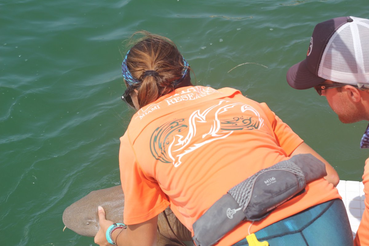 discoveryfamily's tweet photo. Do you know any cool #shark facts? Share some with us in the comments section!
The #SharkDaysofSummer starts at 2PM on Discovery Family. π¦ https://t.co/uPw76tyv9j